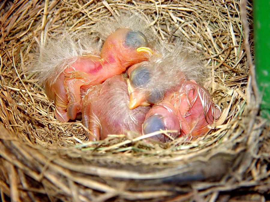 Baby Robins in Nest Mouse Pad 9.25" X 7.75"  