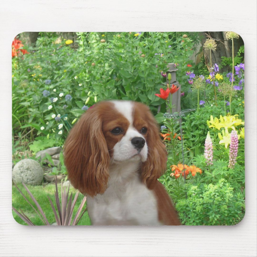 I Love my Caviler King Charles Spaniel Mouse Pad 9.25