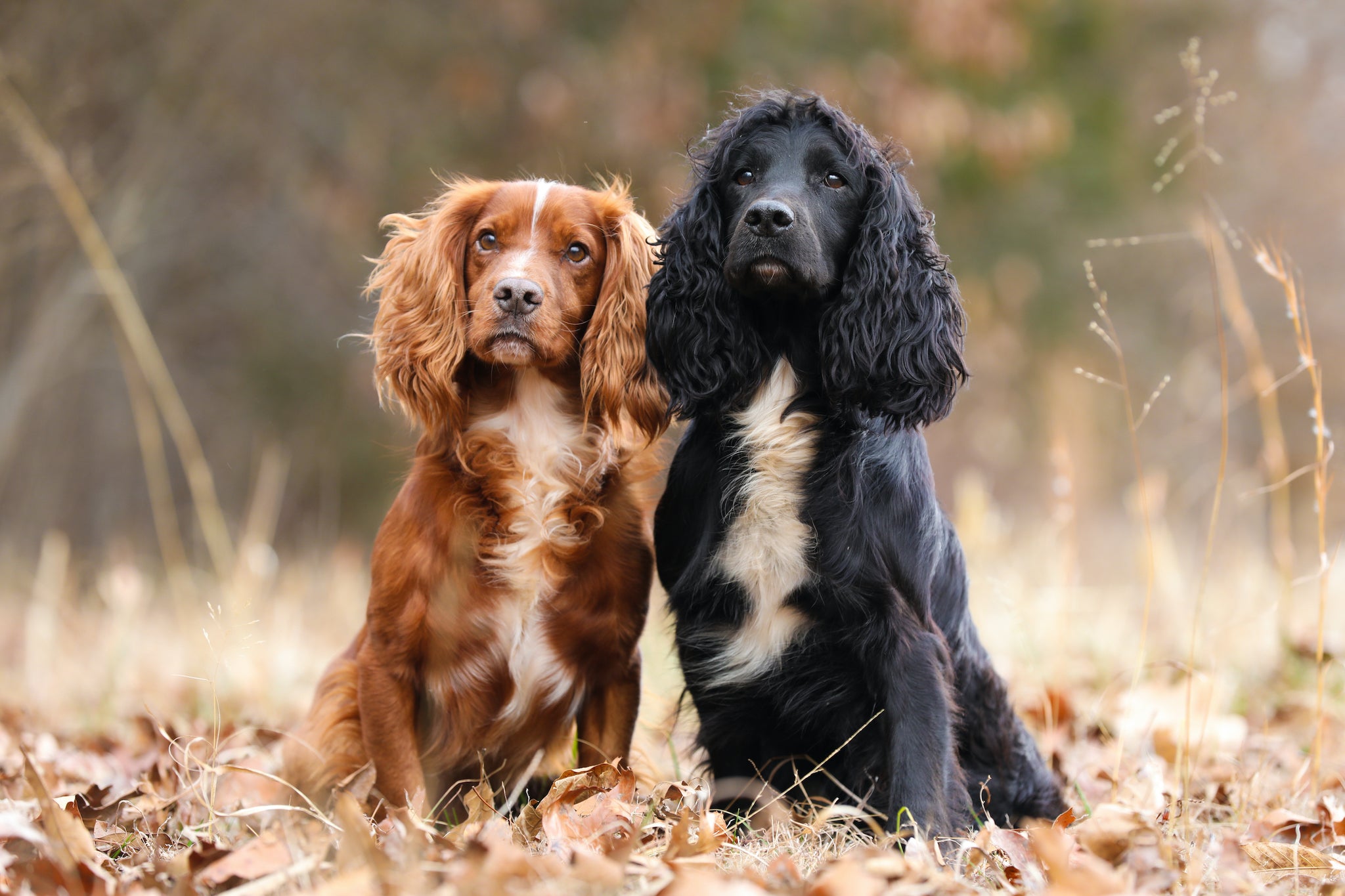 COCKER SPANIEL (B) MOUSE PAD & SET OF 2 COASTERS