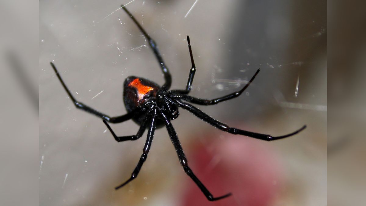 Black Widow Spider 9