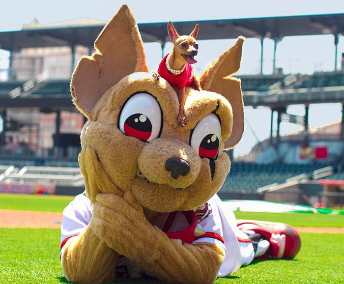 El Paso Chihuahuas (B) ** 4 Sizes **