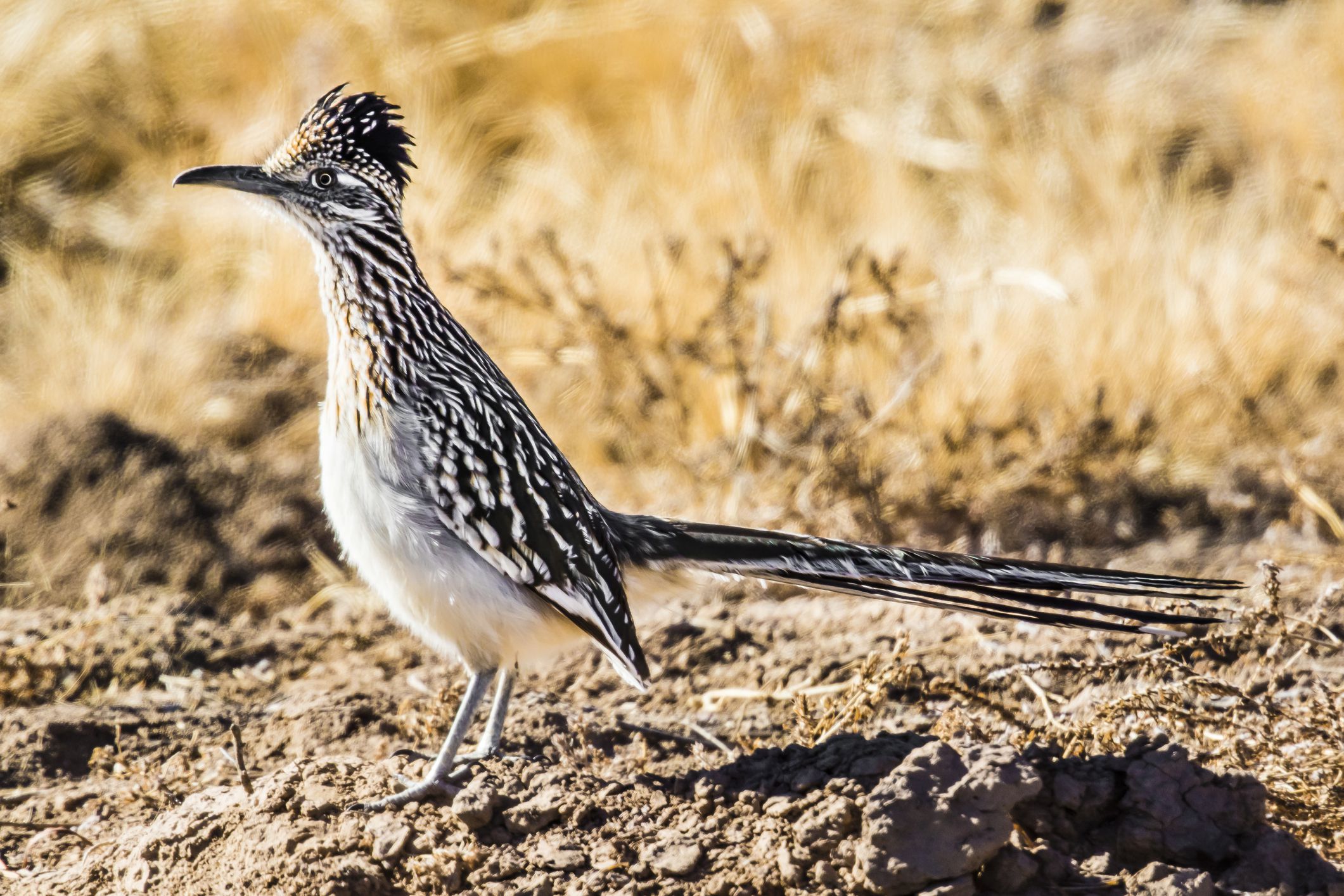 Roadrunner (Head Down) 9