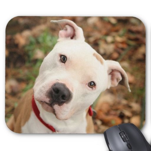 I Love my White Bull Terrier  Mouse Pad 9.25